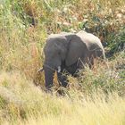 Der wüste Wüstenelefant, der abends in die Lodge einbrach