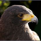 Der Wüstenbussard