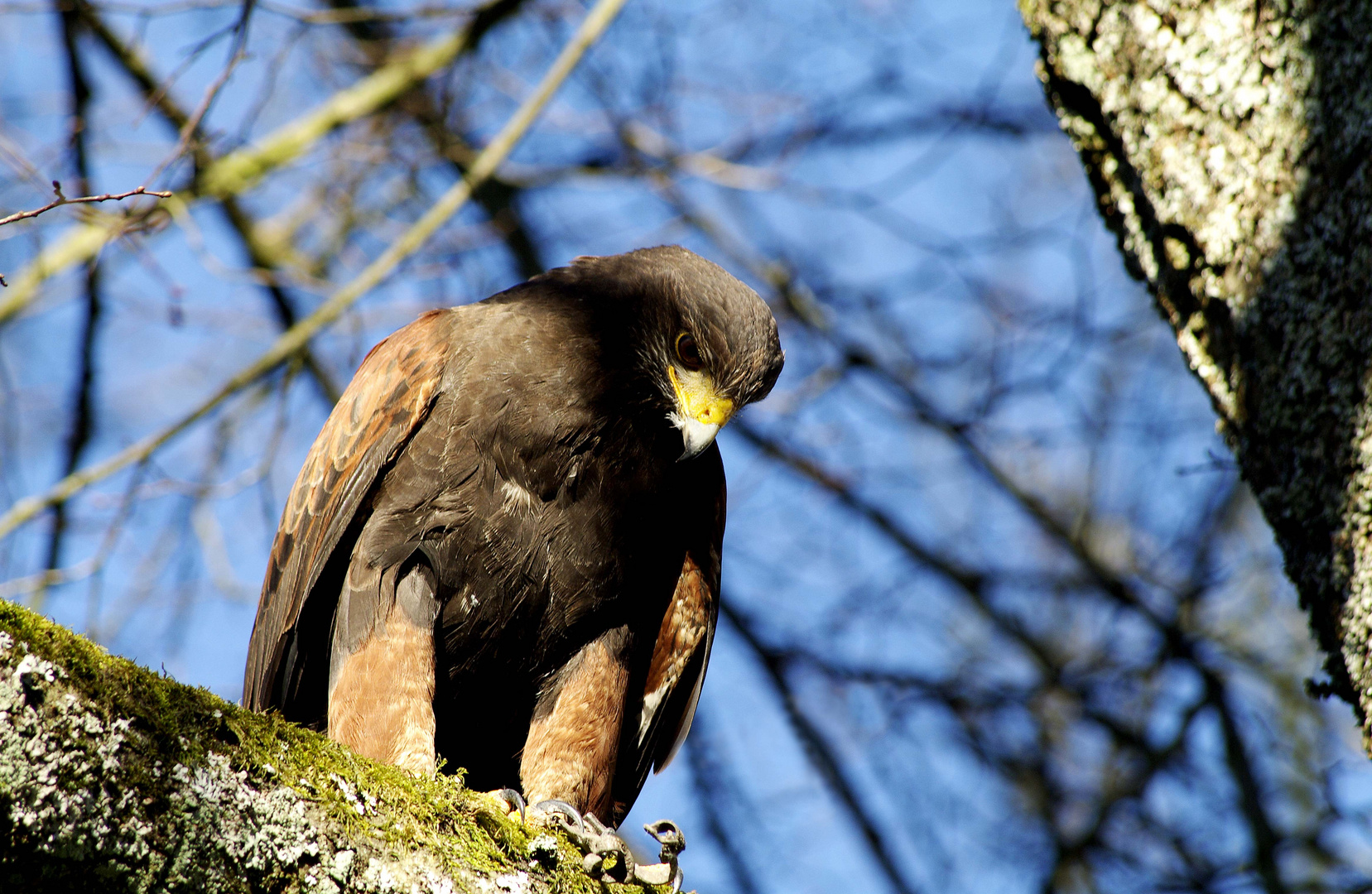 ..der Wüstenbussard