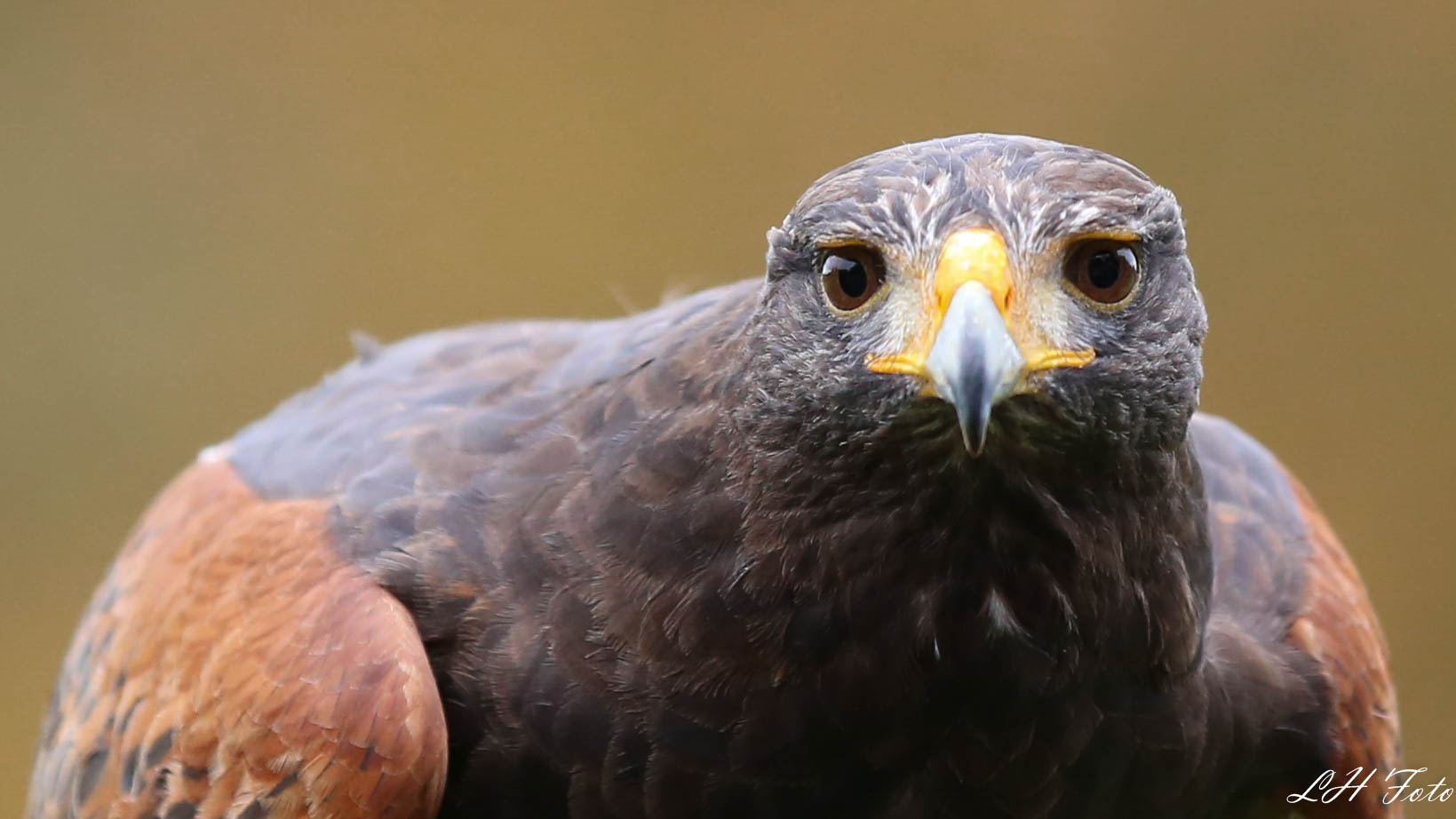 Der Wüstenbussard..