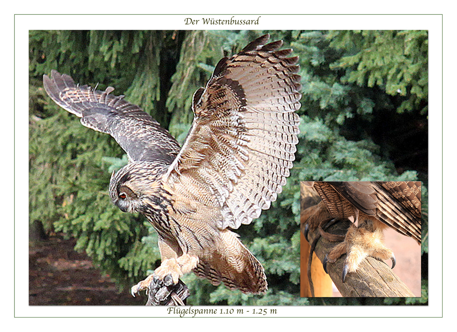 DER WÜSTENBUSSARD