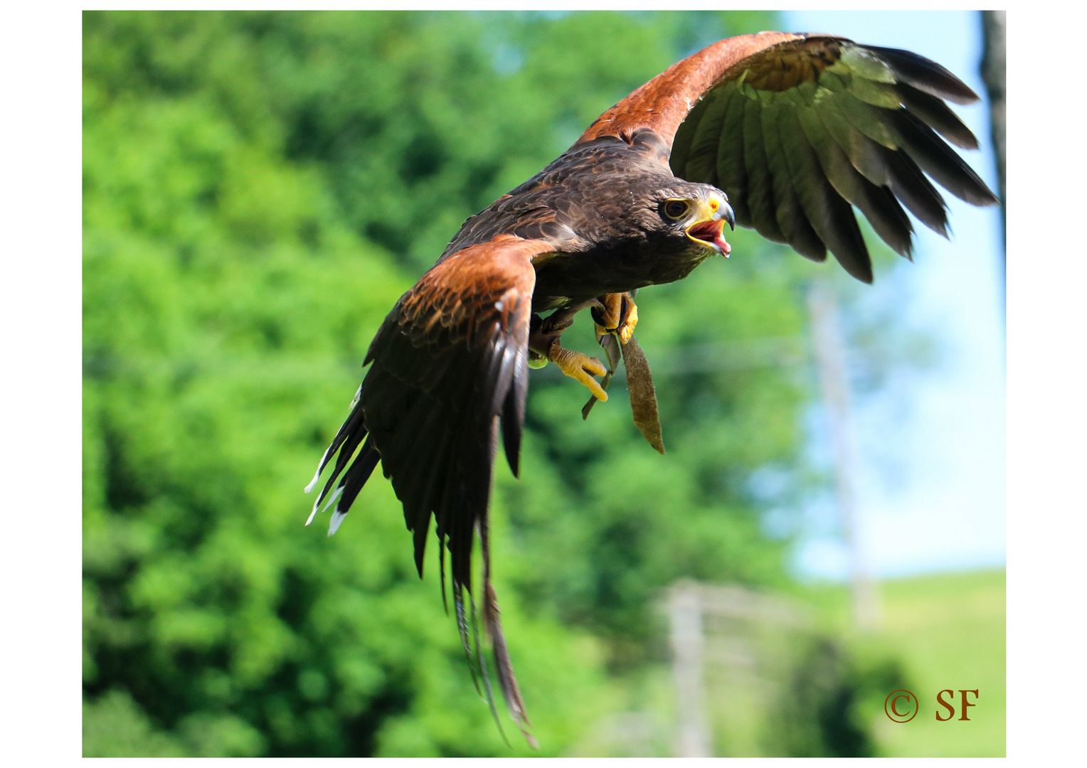 Der Wüstenbussard im Anflug