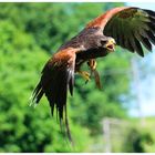 Der Wüstenbussard im Anflug