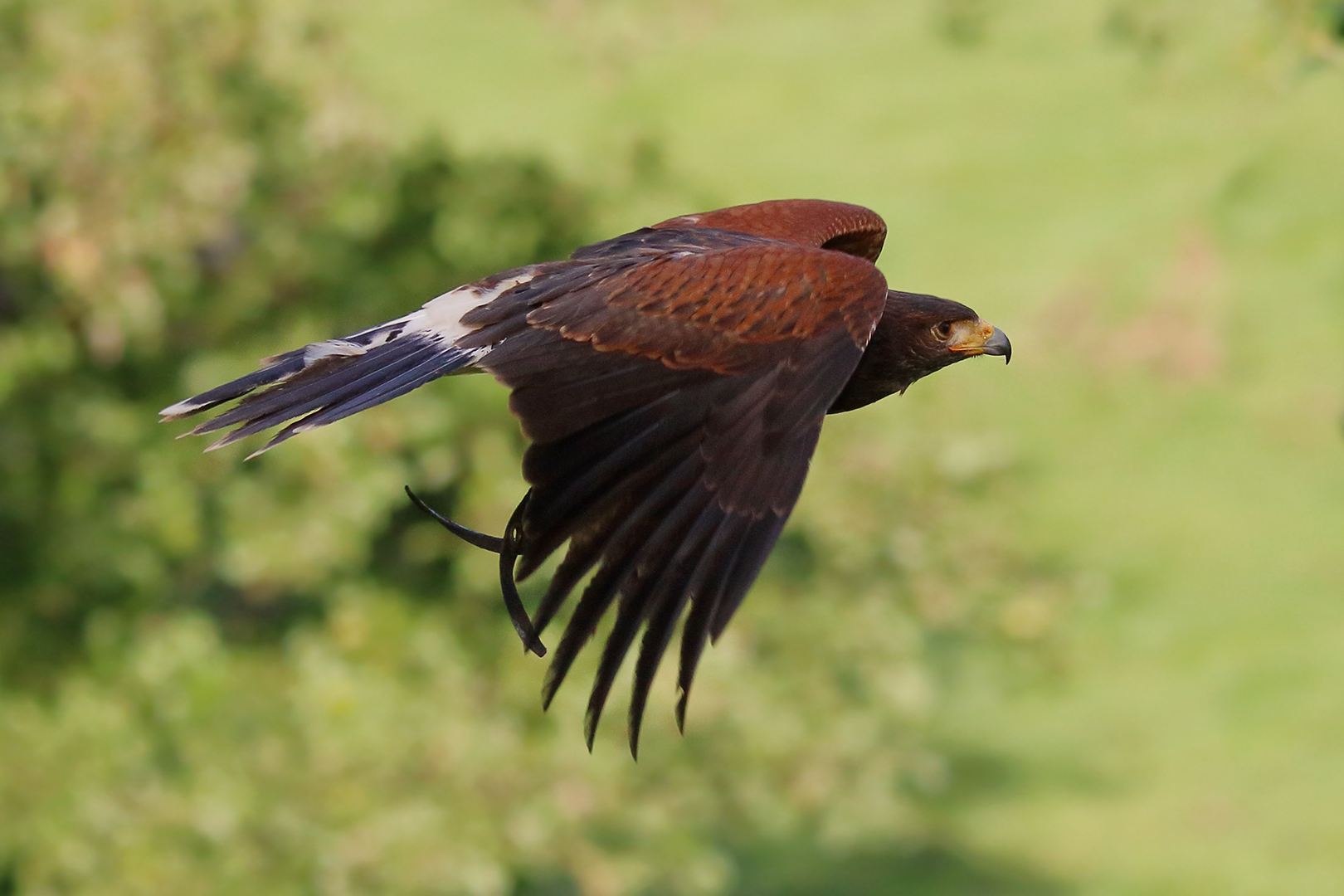 Der Wüstenbussard im Flug