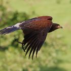 Der Wüstenbussard im Flug