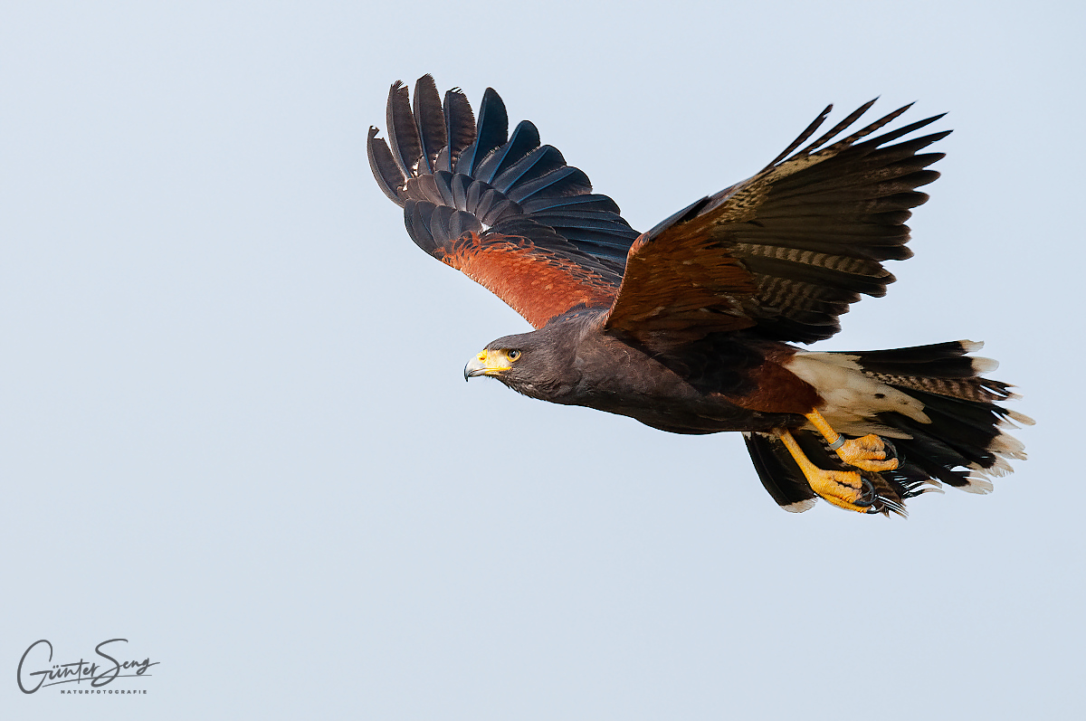 Der Wüstenbussard (Parabuteo unicinctus)