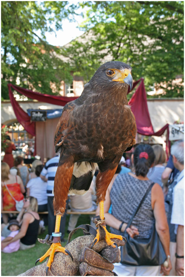 Der Wüstenbussard_01