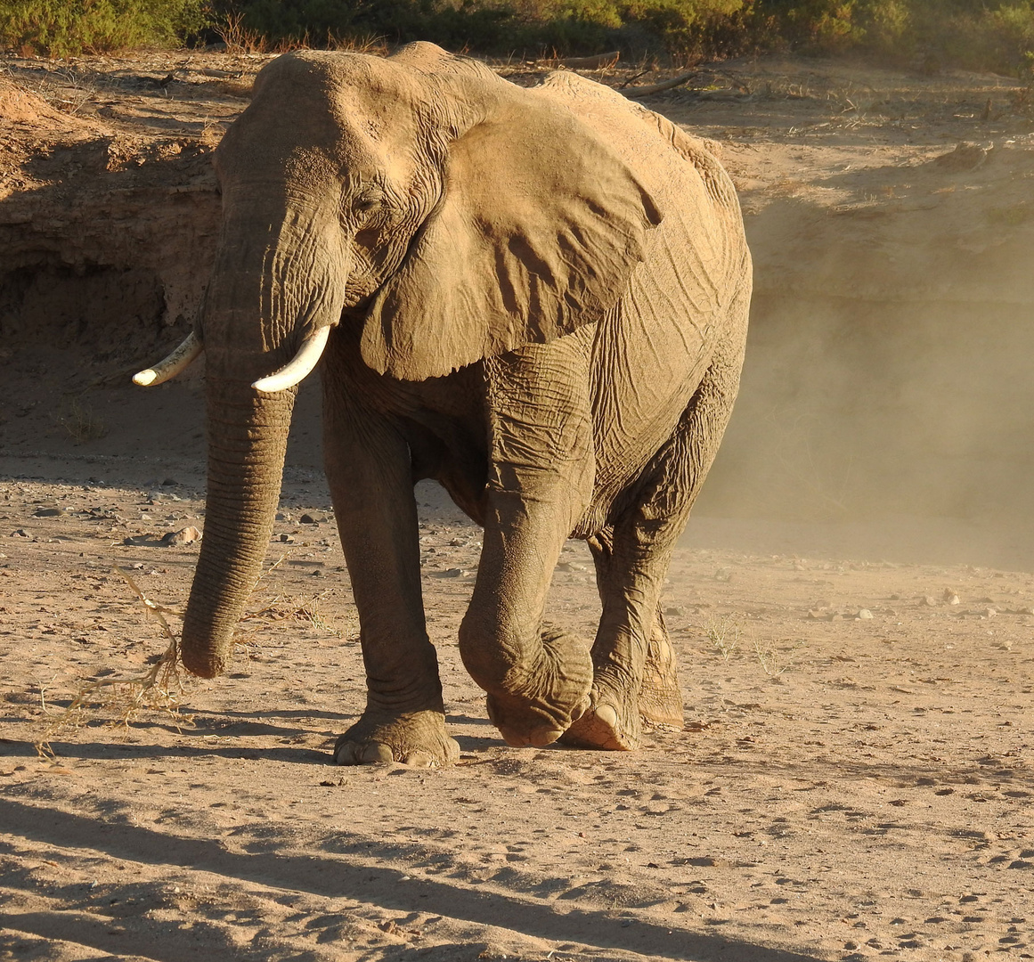 Der Wüstenelefant kommt zu uns runter ins Flussbett