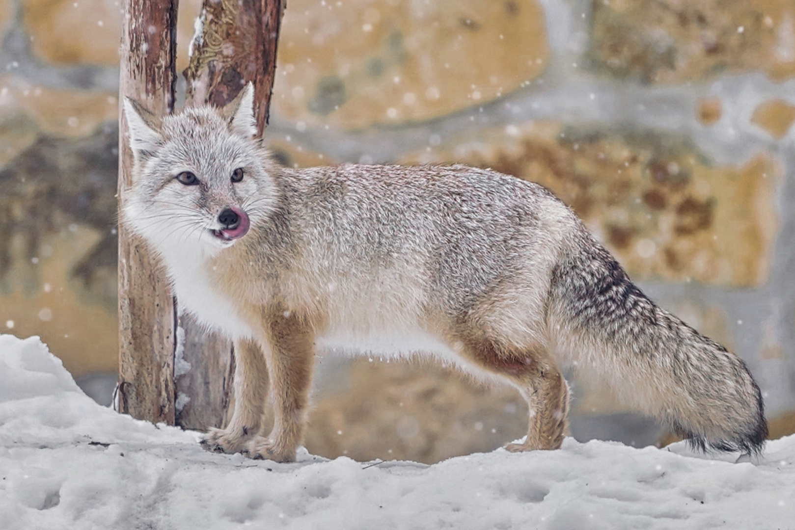 der Wüstenfuchs