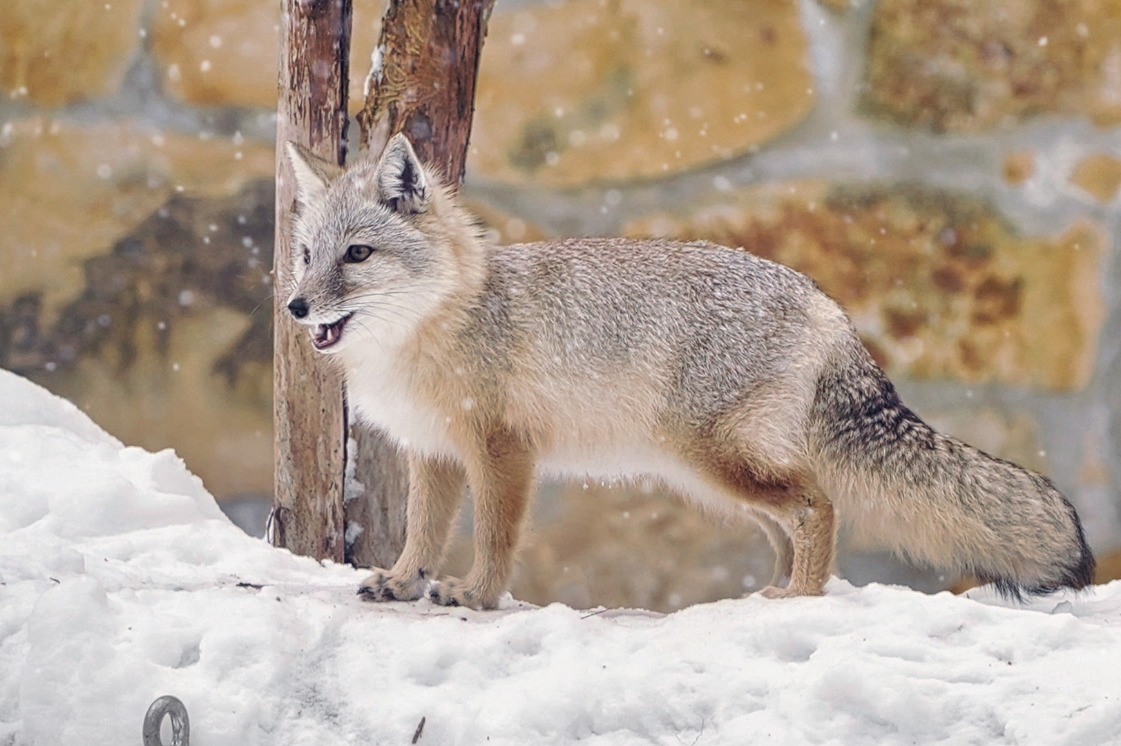 der Wüstenfuchs