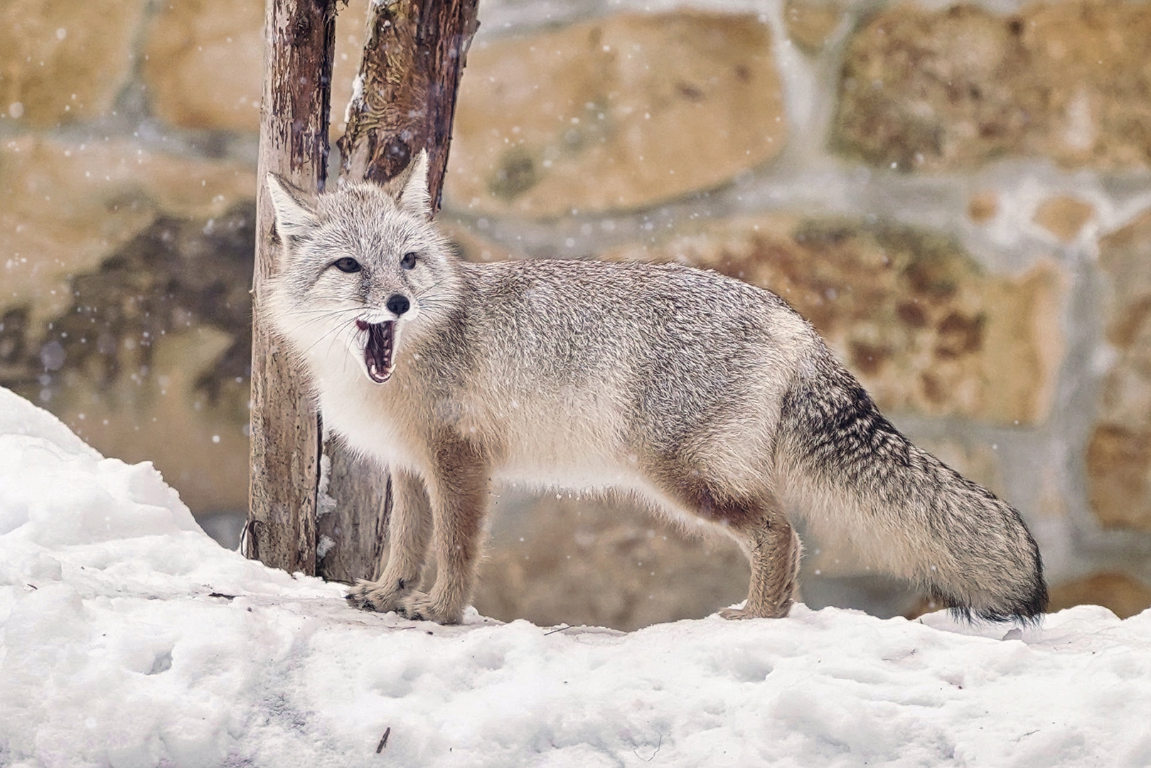 der Wüstenfuchs