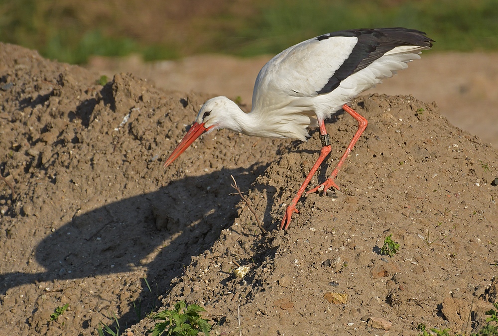 Der Wüstenstorch 06