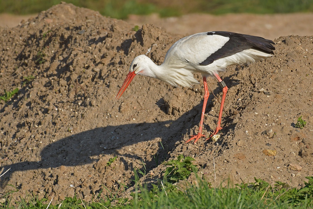 Der Wüstenstorch 09