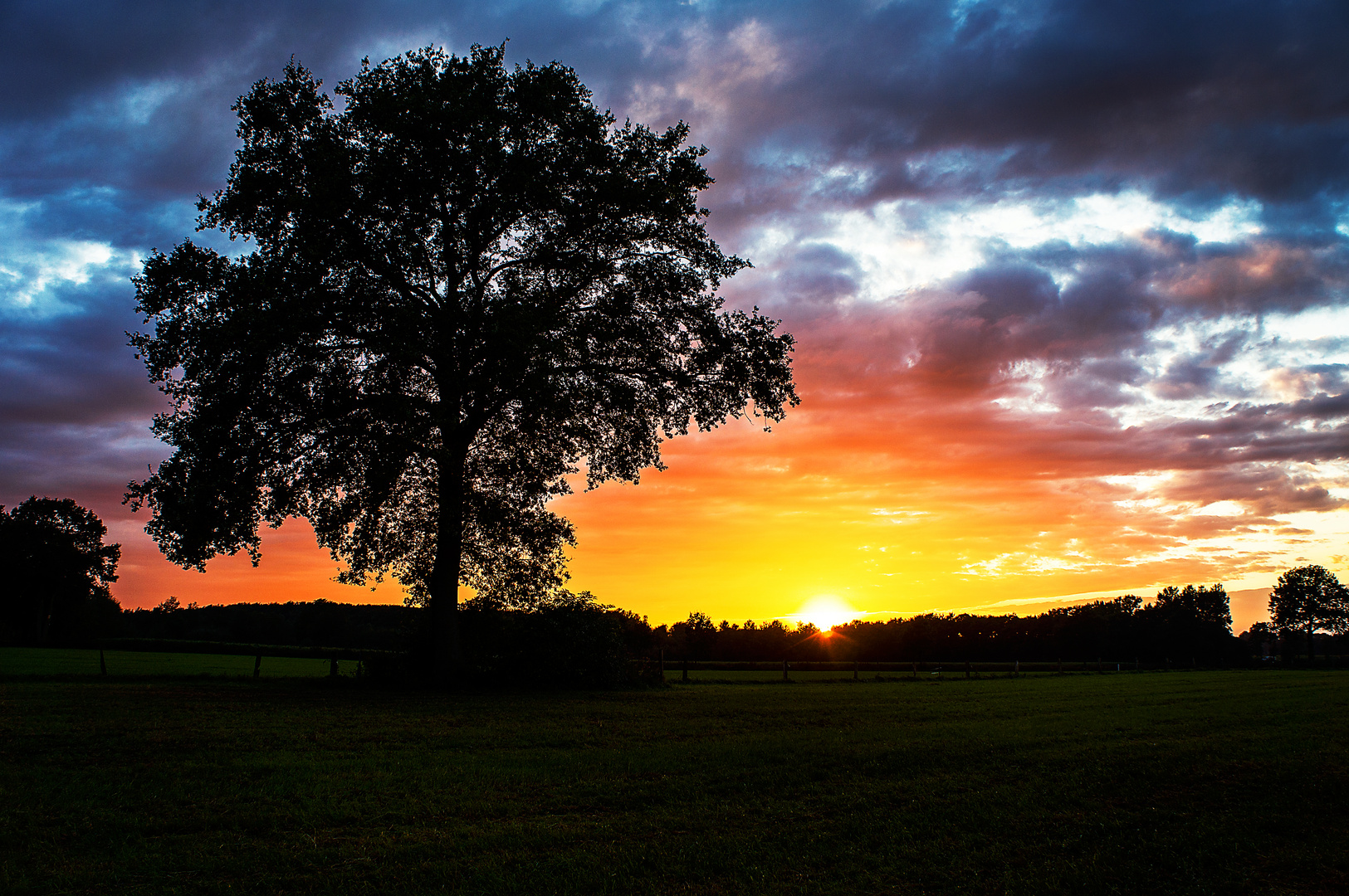 Der Wunder Baum