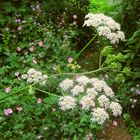 Der wunderbare Wiesenbärenklau in meinem Garten