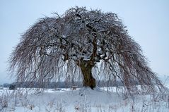 Der Wunderbaum...