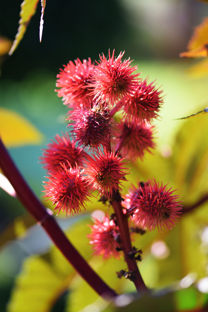 Der Wunderbaum (Ricinus communis)