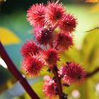 Der Wunderbaum (Ricinus communis)