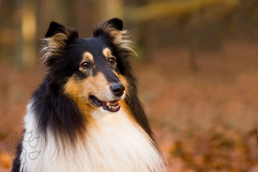 Der wunderhübsche Shicco im Wald