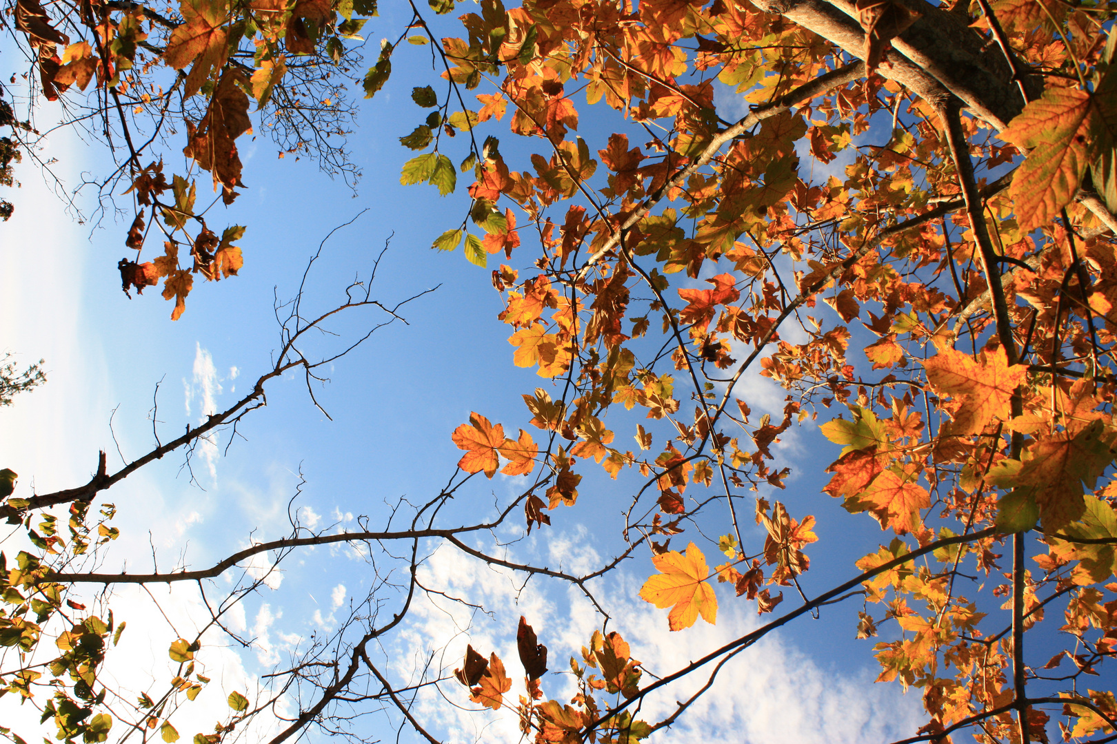 Der wunderschöne Herbst