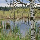 Der wunderschöne Neckarursprung im Schwenninger Moos