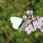 Der Wunderschöne Schmetterling