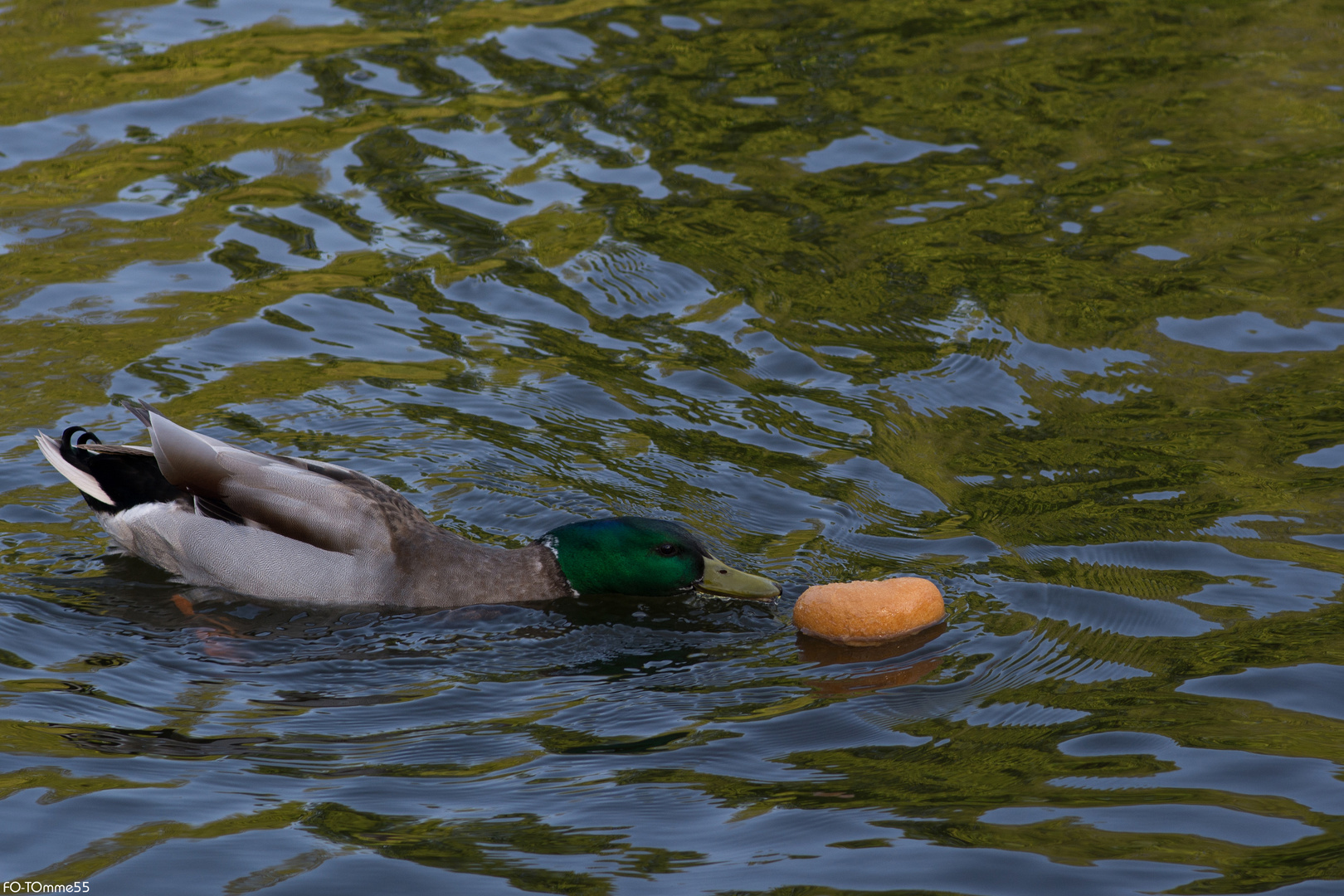 Der Wunsch der Ente: "Lieber kleine Brötchen backen!"