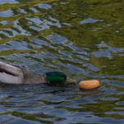 Der Wunsch der Ente: "Lieber kleine Brötchen backen!"