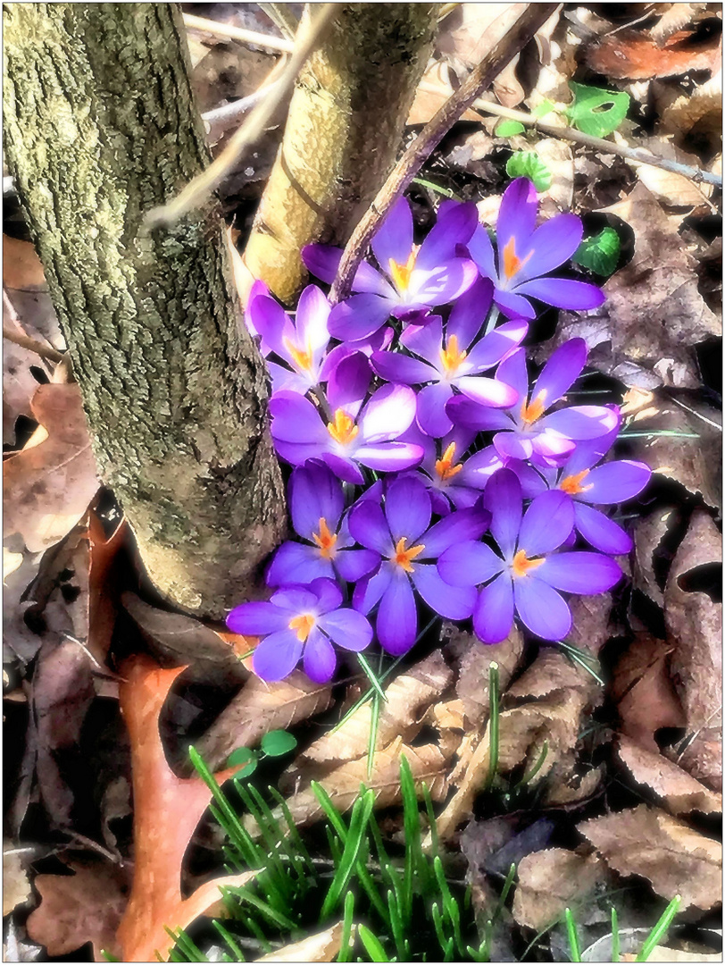 Der Wunsch nach Frühlingssonne