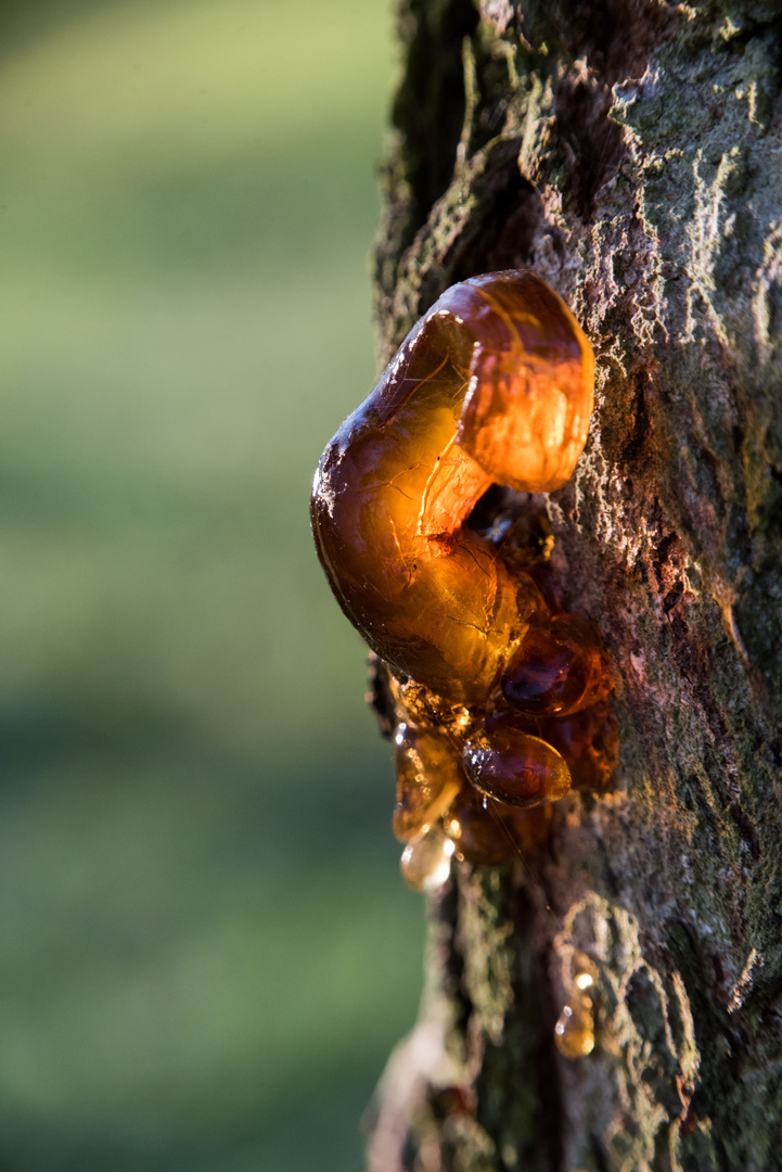 Der Wurm am Kirschbaum