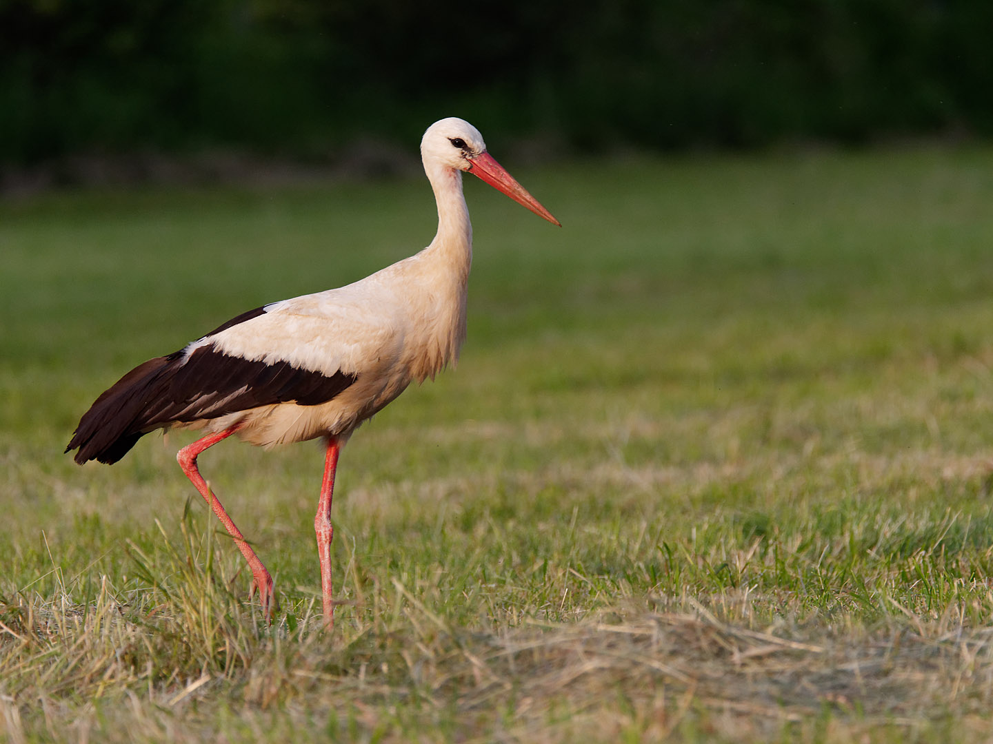 Der Wurmlinger Storch