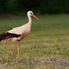 Der Wurmlinger Storch