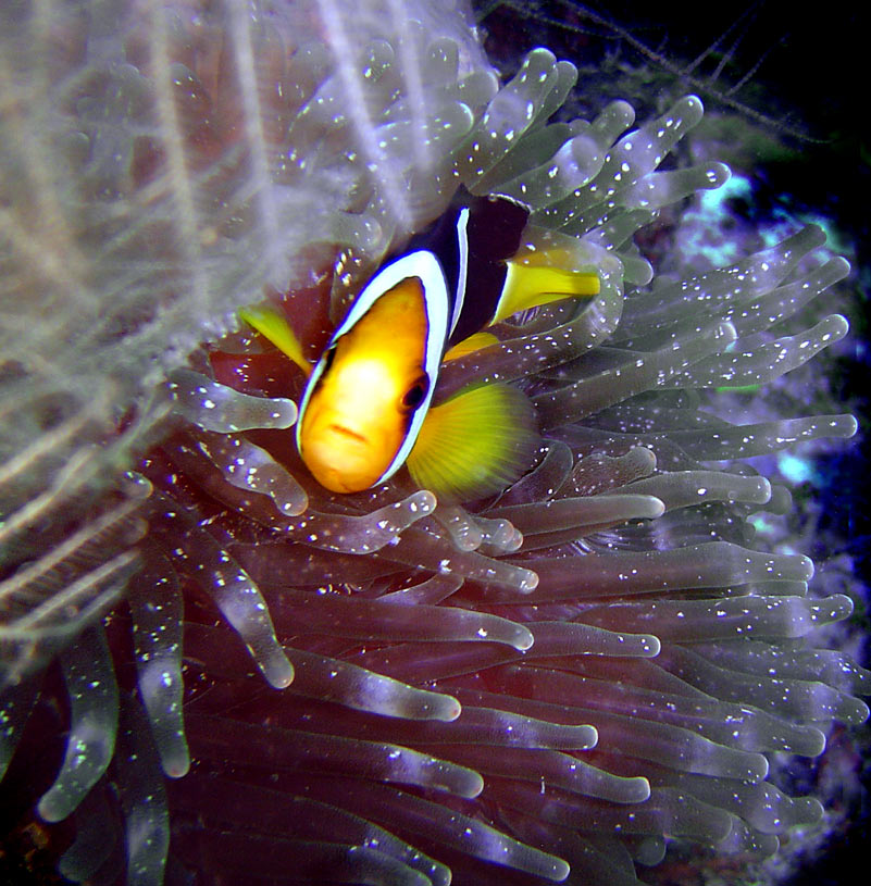 ...der x-te Nemo! :0)