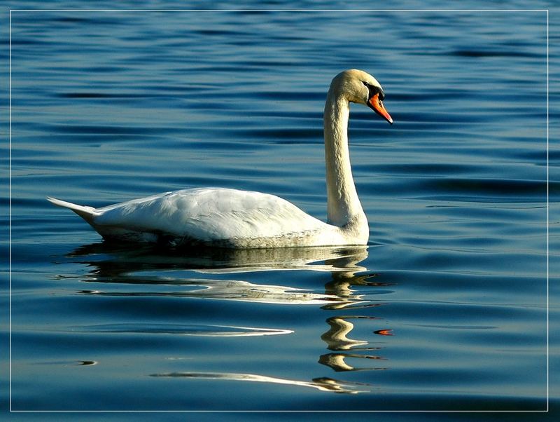 Der x-te Schwan.....