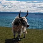 Der Yak