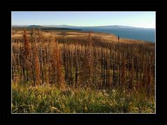 Der Yellowstone - 2 Jahre nach einem Waldbrand...