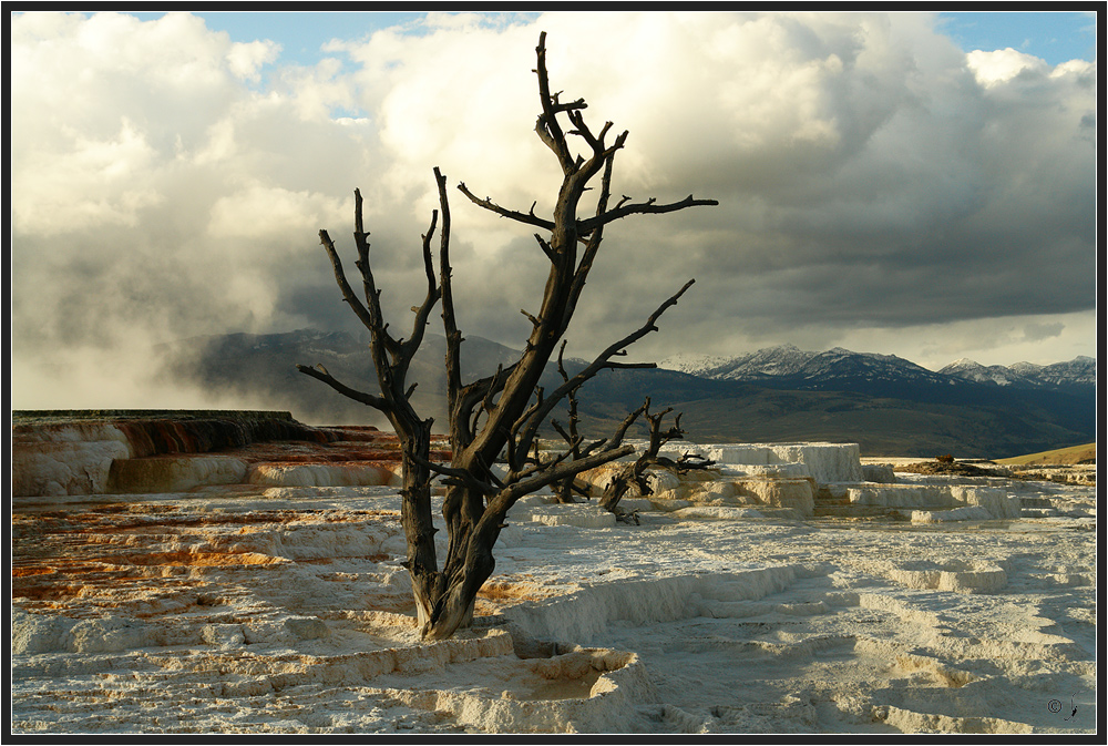 "Der" Yellowstonebaum...