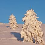 Der Yeti vom Horn