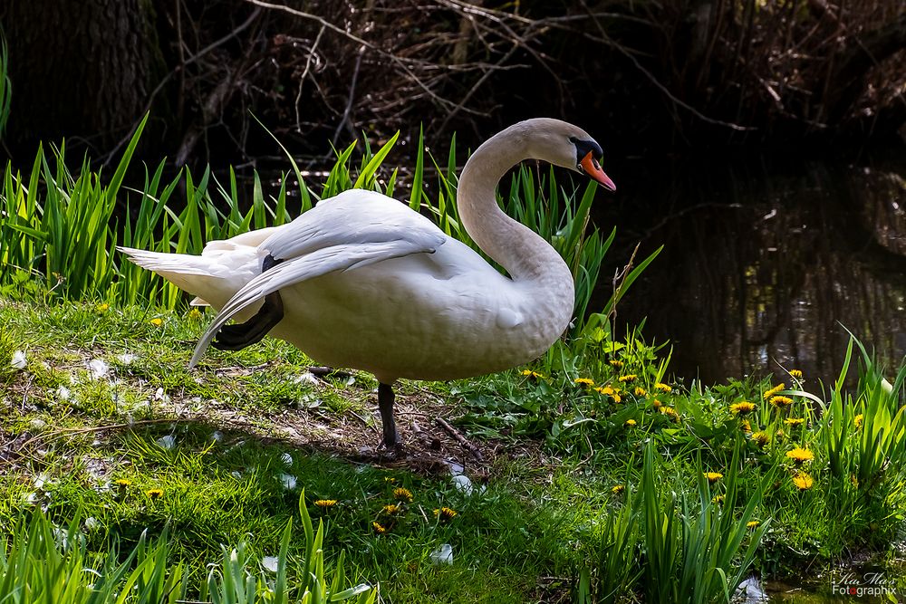 Der Yoga-Schwan