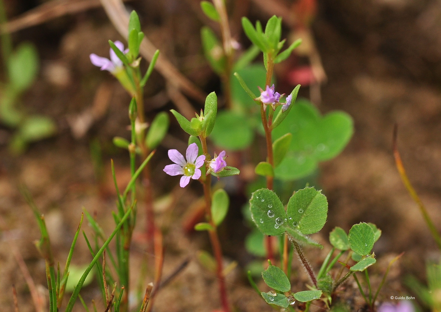 Der Ysop-Weiderich (Lythrum hyssopifolia)