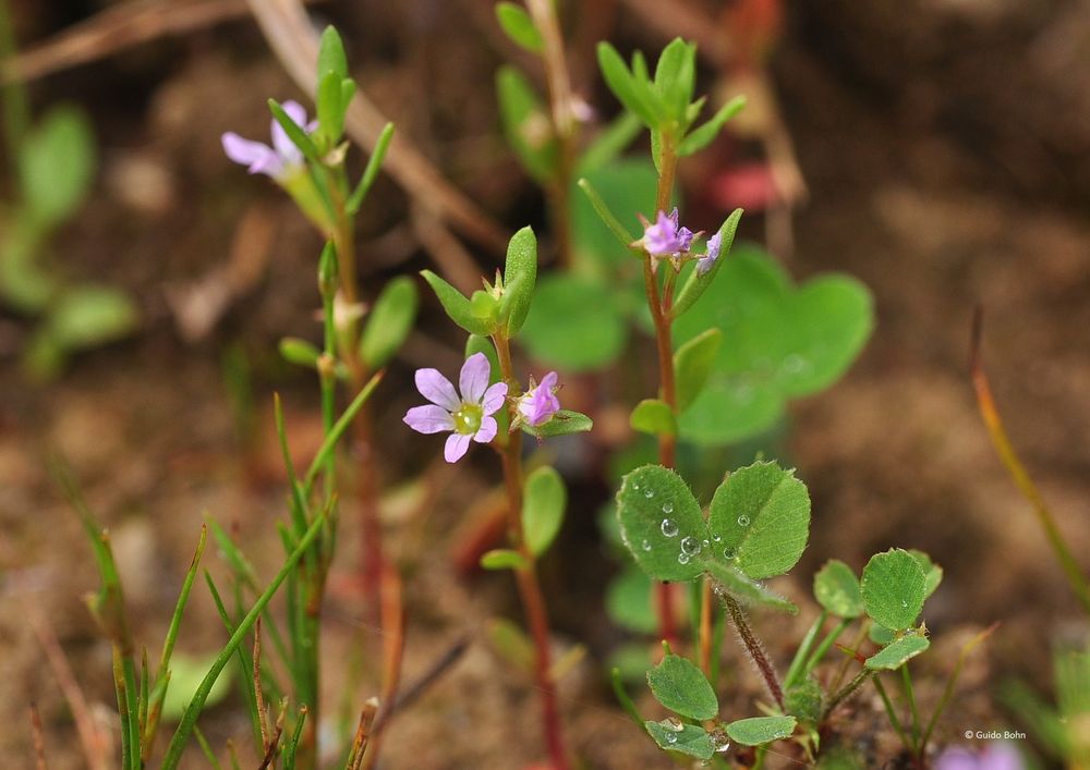 Der Ysop-Weiderich (Lythrum hyssopifolia)