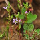 Der Ysop-Weiderich (Lythrum hyssopifolia)