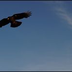 Der zahme Vogel singt von Freiheit doch der wilde Vogel fliegt