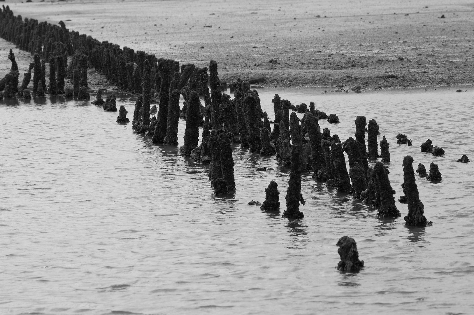 Der Zahn der Zeit - Marodes Küstenschutzbauwerk im Wattenmeer