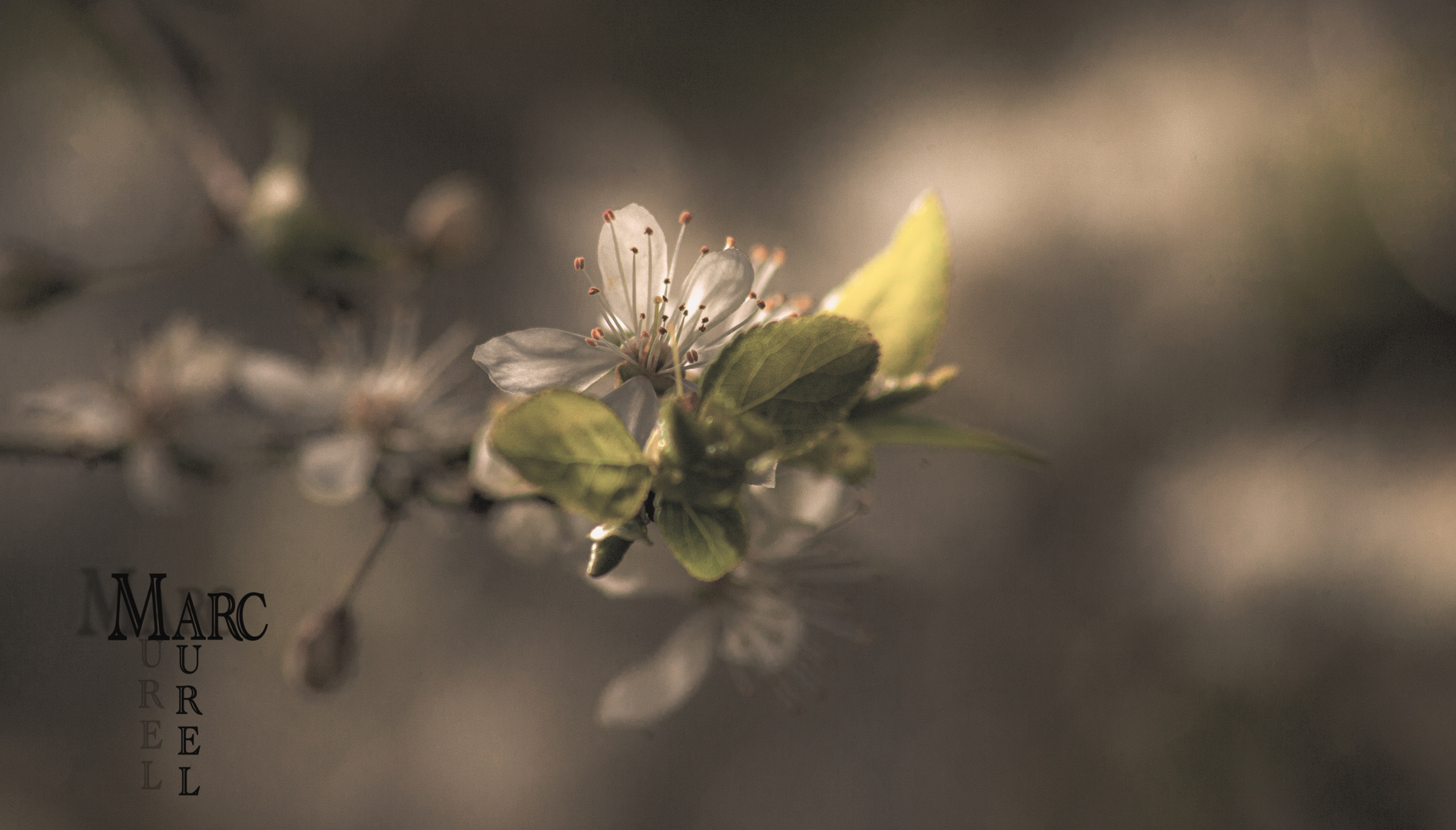  Der Zahrte Hauch von Frühling