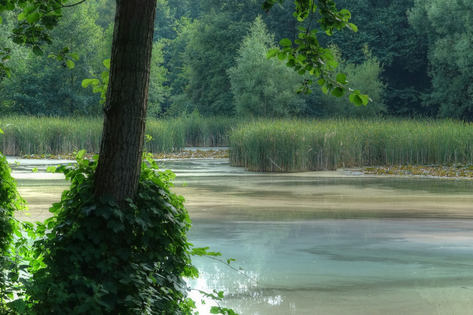 Der Zanderteich treibt es bunt III