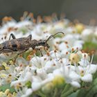 Der Zangenbock frisst Blütenpollen ...
