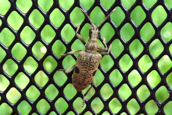 Der Zangenbock hatte keine Lust