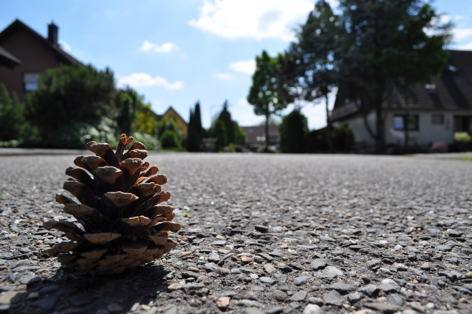 Der Zapfen im Sommer