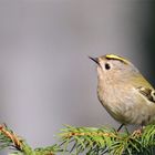 Der Zappelphilipp...Wintergoldhähnchen ( Regulus regulus)